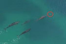 Khoảnh khắc sát thủ đại dương bị bầy cá voi truy sát