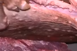 Rợn người lợn chết nổi hạch thành món ngon nhà hàng