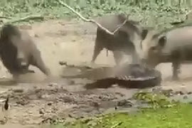 Sát thủ đầm lầy bị đánh hội đồng tơi tả vì tấn công lợn con