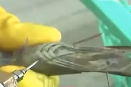 Mẹo nhận biết tôm bơm tạp chất đơn giản không ngờ