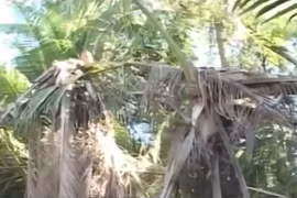 Hàng trăm cây dừa chết đột ngột ở Trà Vinh