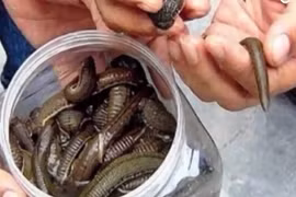 Thương lái mua đỉa giá 600000 đồng/kg, dân đổ xô đi bắt