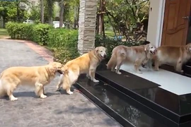 Đàn chó xếp hàng rửa chân trước khi vào nhà gây sốt