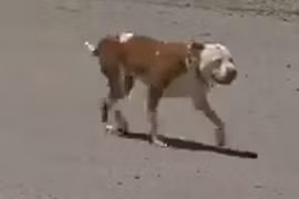 Thị trấn Mỹ lần thứ 4 bầu chó làm…thị trưởng