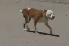 Thị trấn Mỹ lần thứ 4 bầu chó làm…thị trưởng