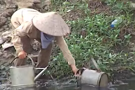 Vườn rau xanh non, tươi tốt tưới bằng nước sông Tô Lịch