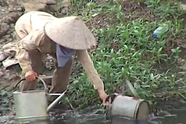 Vườn rau xanh non, tươi tốt tưới bằng nước sông Tô Lịch