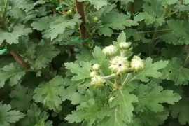 Người dân tố thuốc trừ rầy gây điếc hàng ngàn chậu hoa cúc Tết