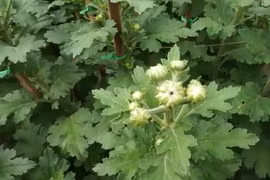 Người dân tố thuốc trừ rầy gây điếc hàng ngàn chậu hoa cúc Tết