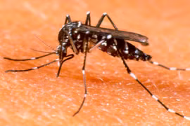 Dịch sốt xuất huyết đã giảm ở Hà Nội