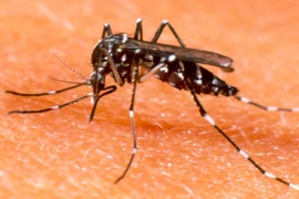 Dịch sốt xuất huyết đã giảm ở Hà Nội