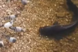 Clip cá trê khổng lồ vượt cạn tóm gọn chim bồ câu