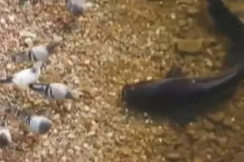 Clip cá trê khổng lồ vượt cạn tóm gọn chim bồ câu