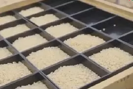 Bí mật của loại gạo ngon nhất thế giới