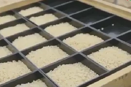 Bí mật của loại gạo ngon nhất thế giới