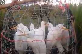 Video: Dùng chim giả tận diệt chim thật ở Quảng Nam