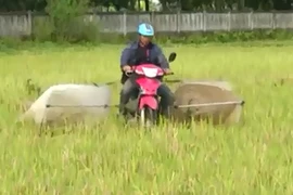 Săn cào cào thu tiền triệu ở Hà Tĩnh