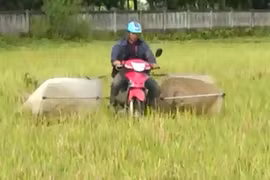 Săn cào cào thu tiền triệu ở Hà Tĩnh