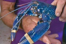 Ảnh: Chiêm ngưỡng những con vật có màu sắc dị thường 