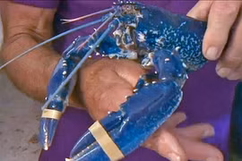 Ảnh: Chiêm ngưỡng những con vật có màu sắc dị thường 