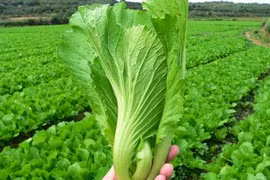 Công dụng không đếm xuể của cải bẹ xanh