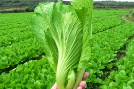 Công dụng không đếm xuể của cải bẹ xanh