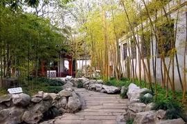 Video: Top những loại cây may mắn nên trồng trong nhà 