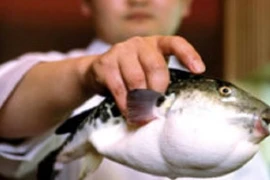 Nghệ thuật chế biến cá nóc độc ở Nhật