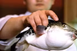 Nghệ thuật chế biến cá nóc độc ở Nhật