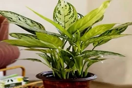 Những loại cây cảnh là “điều hòa” số 1 cho dân văn phòng