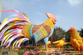 Chiêm ngưỡng đàn gà khổng lồ trong vườn hoa lớn nhất miền Bắc