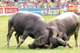 Lấy mẫu tất cả trâu chọi Đồ Sơn xét nghiệm chất kích thích