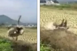 Đà điểu chạy trốn người, ngã sấp mặt xuống ruộng