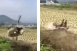 Đà điểu chạy trốn người, ngã sấp mặt xuống ruộng