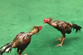 Xem chọi gà cầu may mắn cả năm ở Thái Lan