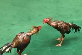 Xem chọi gà cầu may mắn cả năm ở Thái Lan