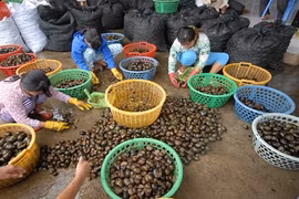 Độc đáo nghề săn ốc đồng mùa mưa, lũ ở miền Tây