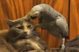 Vẹt đầu gấu bắt nạt mèo nhà lành