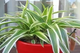 Video: 11 loại cây cảnh hút khí độc cực tốt nên trồng trong nhà