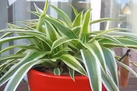 Video: 11 loại cây cảnh hút khí độc cực tốt nên trồng trong nhà