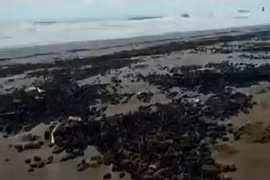 Bọ hung phủ kín bờ biển Argentina báo hiệu ngày tận thế?