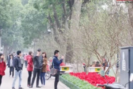 Đào rừng khoe sắc quanh hồ Hoàn Kiếm mừng Tết Nguyên đán