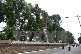 Hà Nội đặt hàng các chuyên gia thiết kế trồng cây xanh trên địa bàn