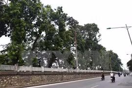 Hà Nội đặt hàng các chuyên gia thiết kế trồng cây xanh trên địa bàn