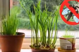 7 cây gia vị nên trồng trong nhà giúp xua đuổi muỗi