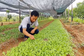 Từ chối học bổng tiến sĩ Úc, bán nhà, lên núi trồng rau hữu cơ 