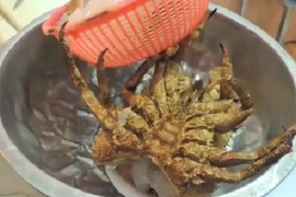 Kinh hãi tôm hùm bị chặt đầu vẫn ngọ nguậy trên đĩa