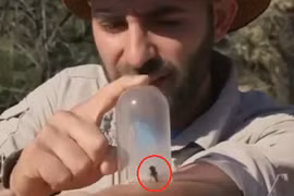 Điều gì xảy ra với cơ thể khi bị ong vò vẽ đốt?