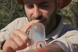 Điều gì xảy ra với cơ thể khi bị ong vò vẽ đốt?