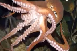 Bé trai 6 tuổi suýt chết vì bị bạch tuộc cắn